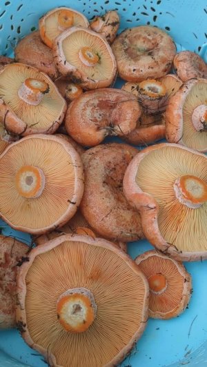 Как посадить грибы рыжики на даче )