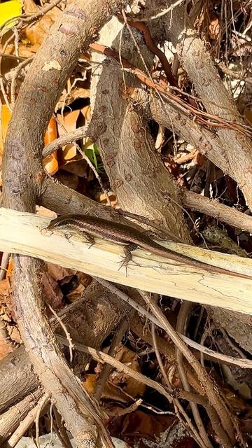 Сцинк - дама с маникюром.