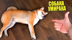 МОЯ СОБАКА ВЫУЧИЛА САМУЮ СЛОЖНУЮ КОМАНДУ!