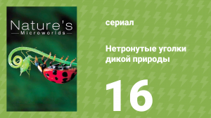 Нетронутые уголки дикой природы 16 серия «Насекомые. Секрет их успеха» (документальный сериал, 2012)