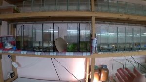 Поплыли Данио Забросил шишки Апистограммам