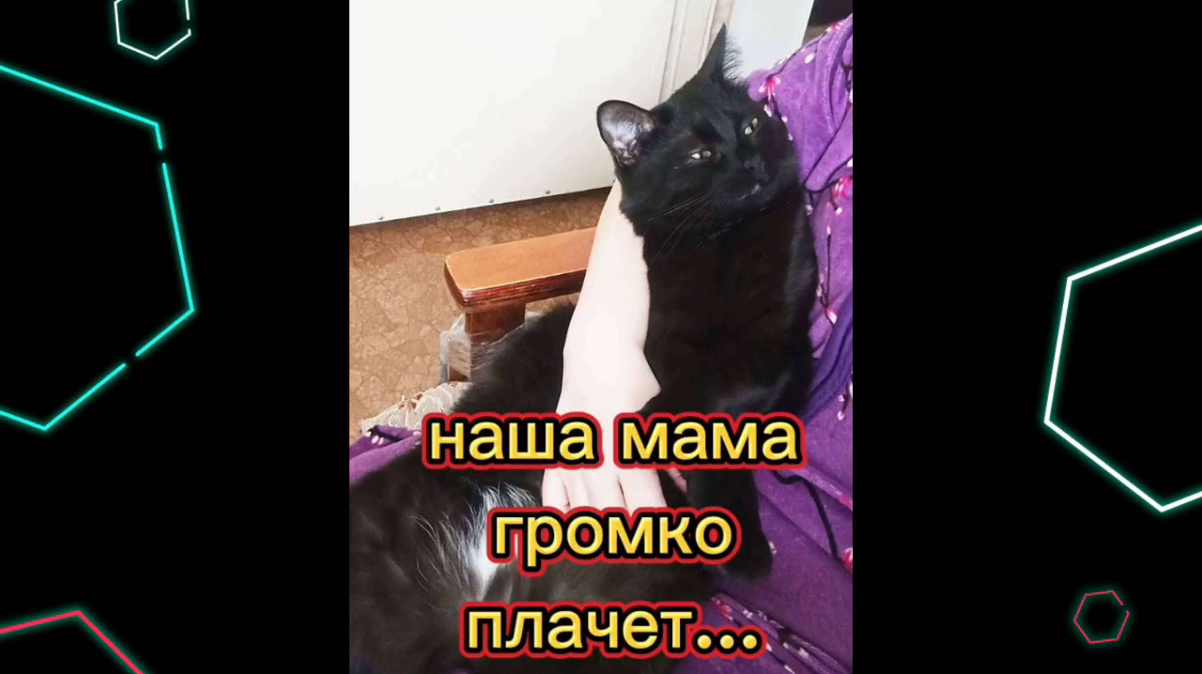 Кошки с озвучкой. смотреть онлайн