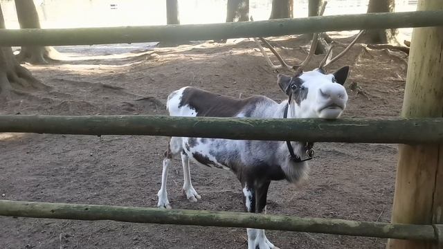 Небольшой заповедник северных оленей под Санкт-Петербургом. смотреть онлайн