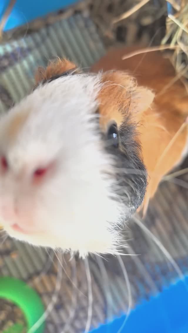 Морская свинка Кузя смотреть онлайн