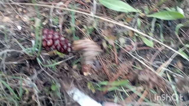 в лес 🌲 за грибами, идëм в разведку смотреть онлайн