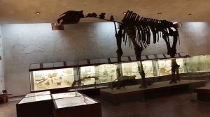Палеонтологический музей им. Ю. Орлова в Москве. Видео седьмое