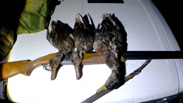 ОТЛИЧНАЯ ВЕЧОРКА. ЧУЧЕЛА РАБОТАЮТ. УТКА ЕСТЬ.