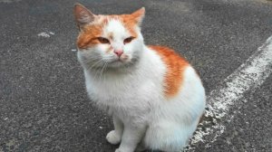 Рыжий кот бегает между машинами на заправке у трассы и просит еду у людей