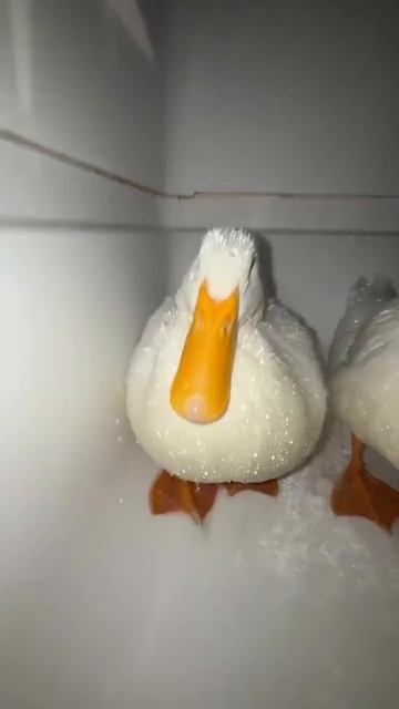 Уточки смотреть онлайн