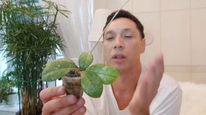 Новинки цветов по почте