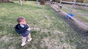 РЕМОНТ ДОМА СВОИМИ РУКАМИ ЗАКОНЧИЛ ШТУКАТУРКУ СТЕНА К УТЕПЛЕНИЮ ГОТОВА ДАМИР КОРМИТ ХОЗЯЙСТВО