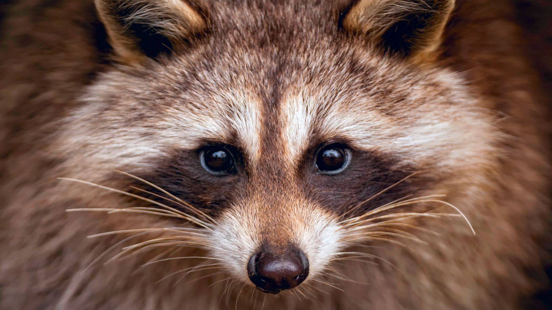 Енот-полоскун: Редкостный Хитрюга | Интересные факты про енотов смотреть онлайн