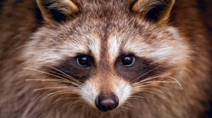 Енот-полоскун: Редкостный Хитрюга | Интересные факты про енотов