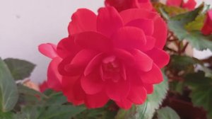 Бегония Мисс Майами (Begonia Iconia Miss Maimi)