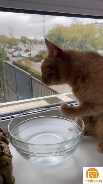 Маленький водохлёб