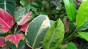 Обзор комнатных растений продолжается..❤️🌿❤️🌿❤️