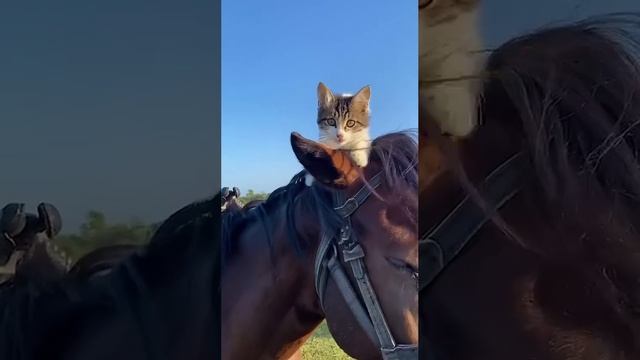 Никольский Собор. Наро-Фоминск