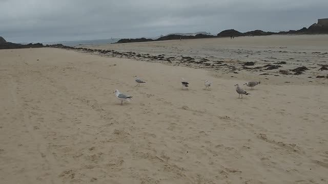 Чайки в городе Сен-Мало (Франция). смотреть онлайн