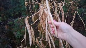 остатки помидор,перцев и т.д...обработка сада..срезала капусту..