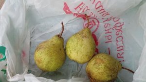 Плоды груши Просто Мария