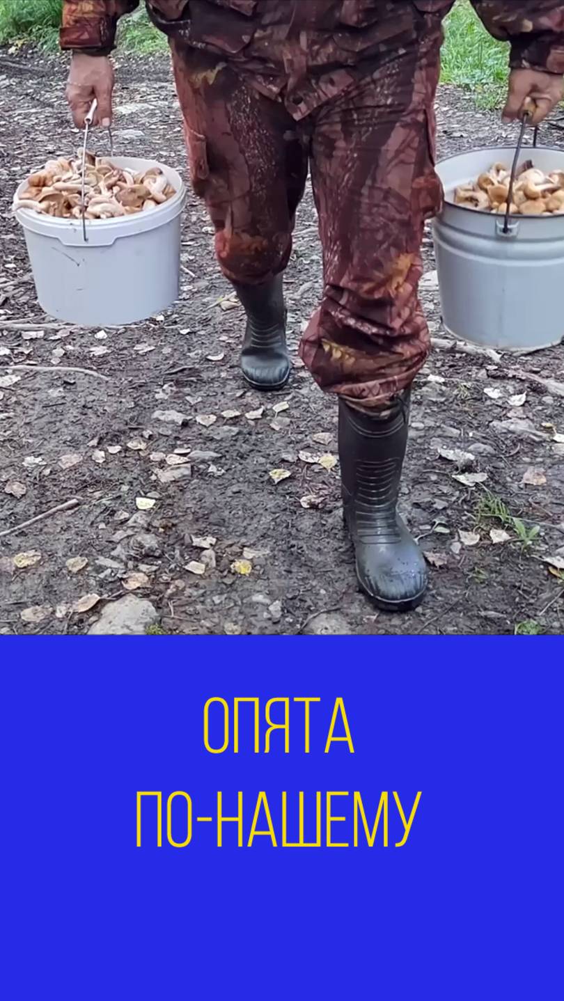 Сбор опят по-нашему. Мальковский Вадим смотреть онлайн