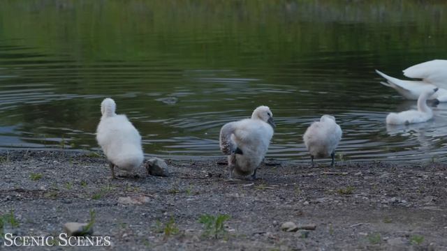 Очаровательные детёныши животных 4К Full HD смотреть онлайн