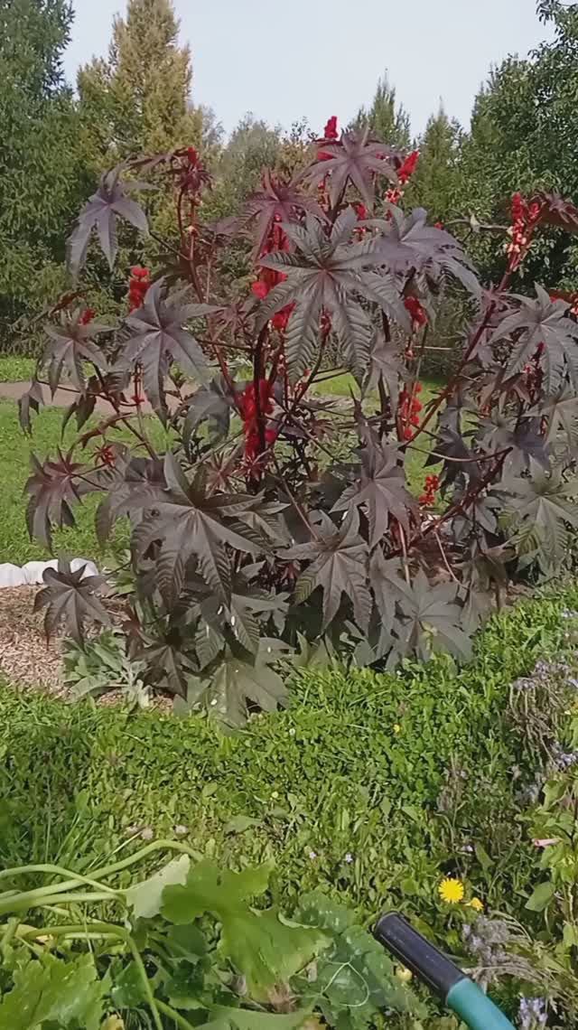 ПРОЩАЮСЬ С КЛЕЩЕВИНОЙ