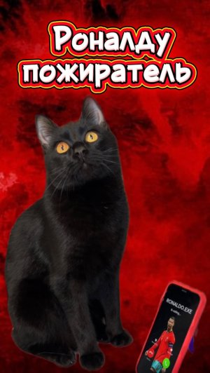 Это что, настоящий Роналду 🙀 #кот #кошка #животные #ужасы #страшно #роналду