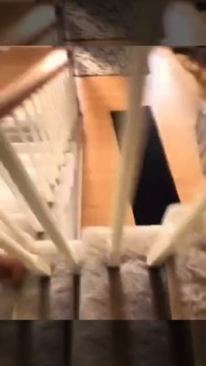 Глупые котики