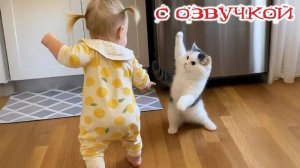 🍿 Приколы с котами! С ОЗВУЧКОЙ! Смешные коты и собаки! САМЫЕ СМЕШНЫЕ ЖИВОТНЫЕ! Угар!