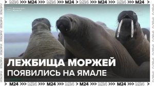 Огромные лежбища моржей появились на Ямале - Москва 24