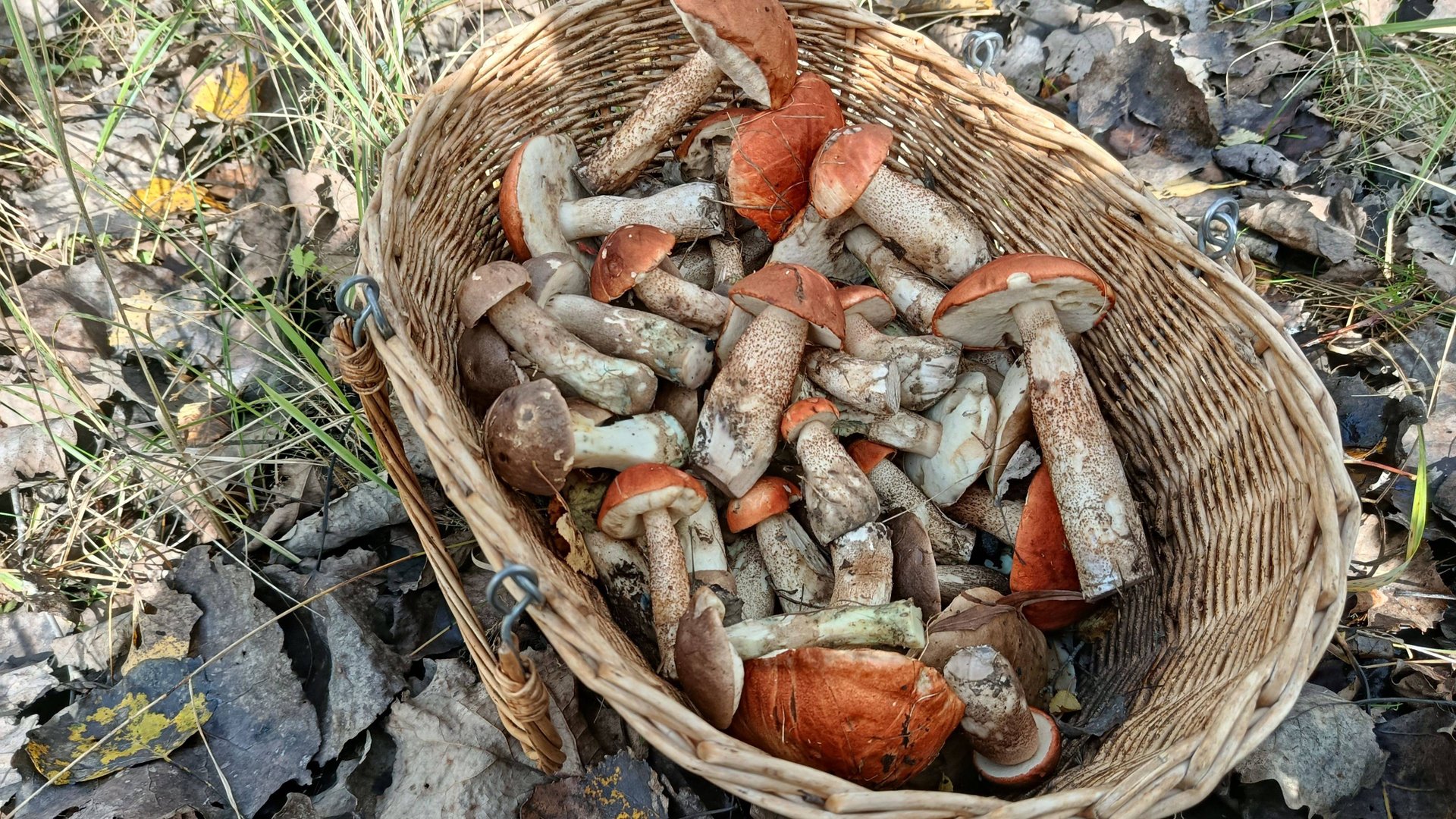 ПОДОСИНОВИКИ! По грибы 11 октября 2025 года. смотреть онлайн