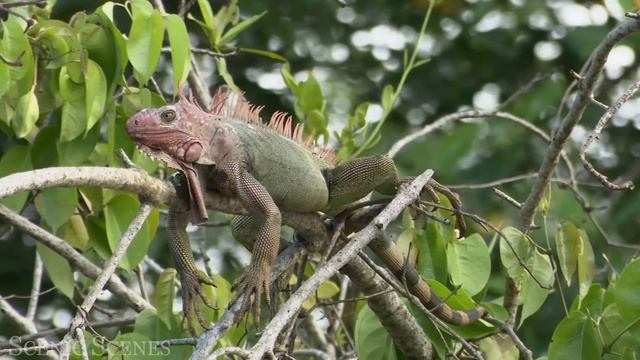 Дикие животные и природа в 4К 8К Full HD смотреть онлайн