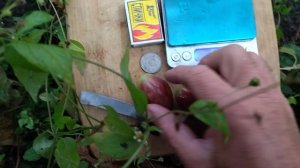 Гф Автограф осенний гигант от Калугина В. М.