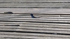 Уж в выборгских шхерах август 2025