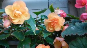 Бегония Илюминейшн Эприкот Шейдс(Begonia Illumination Apricot Shades)