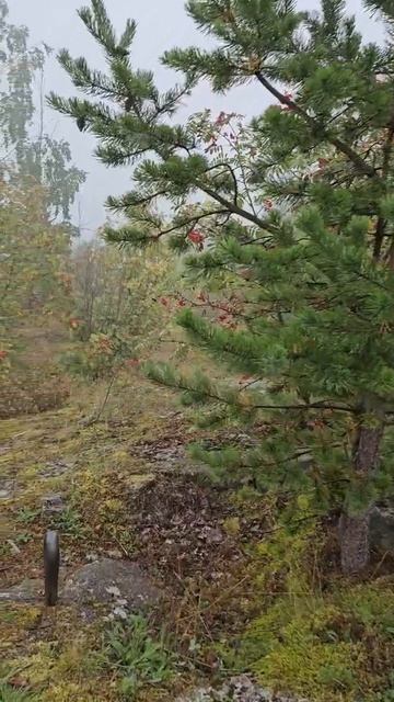Карелия. Медвежьегорск. Гора Лысуха. Karelia. Medvezhyegorsk. Mount Lysukha смотреть онлайн