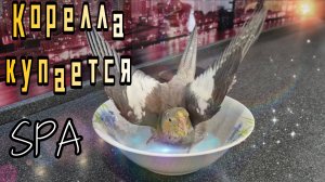 Попугай корелла устраивает водные процедуры. Купаем попугая