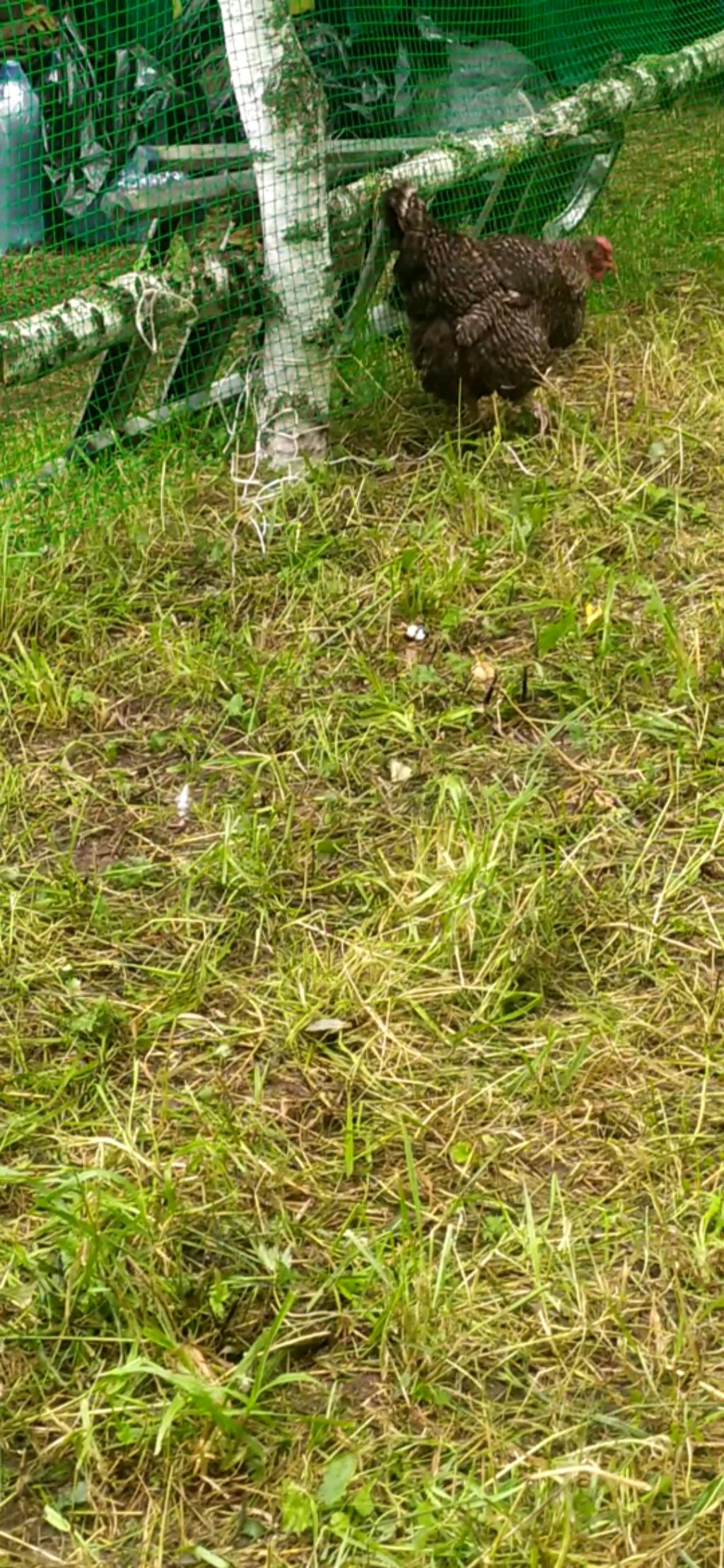 ээ смотреть онлайн