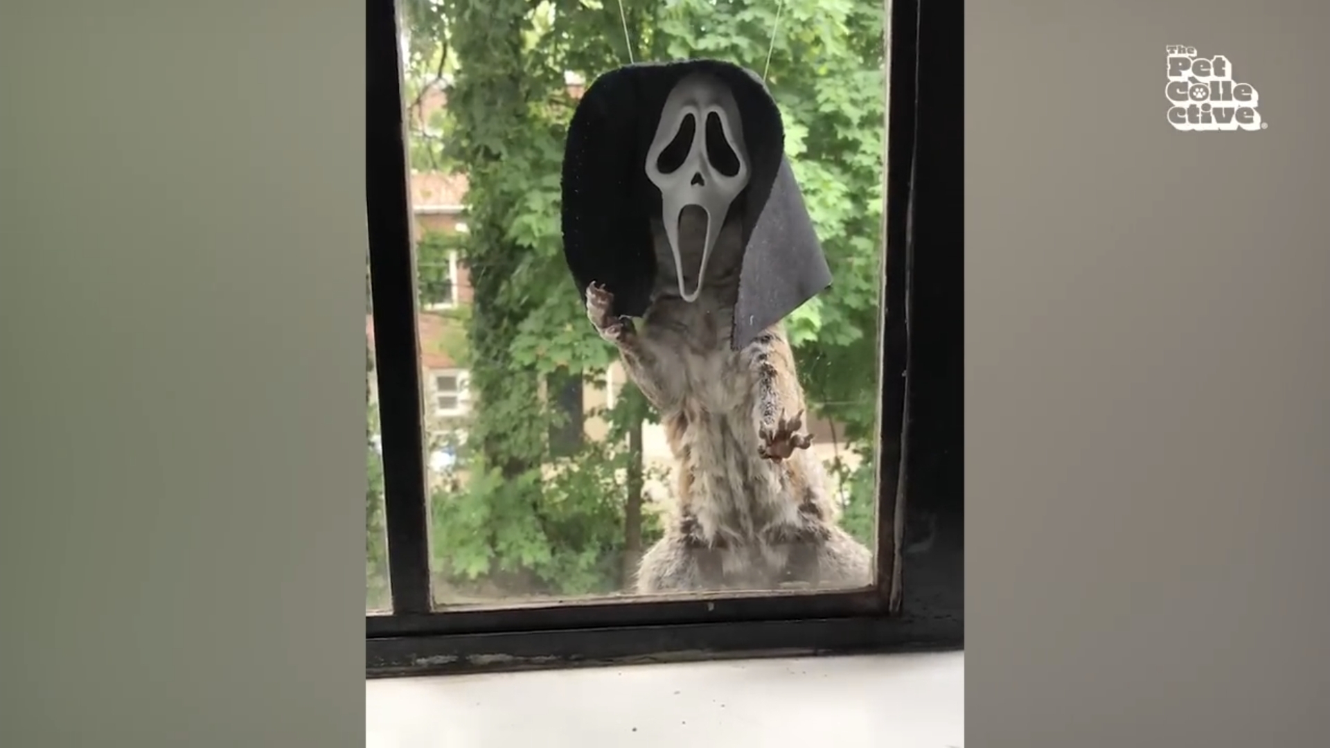 Смешные животные смотреть онлайн