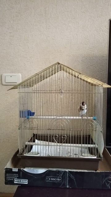 Щегол пение.