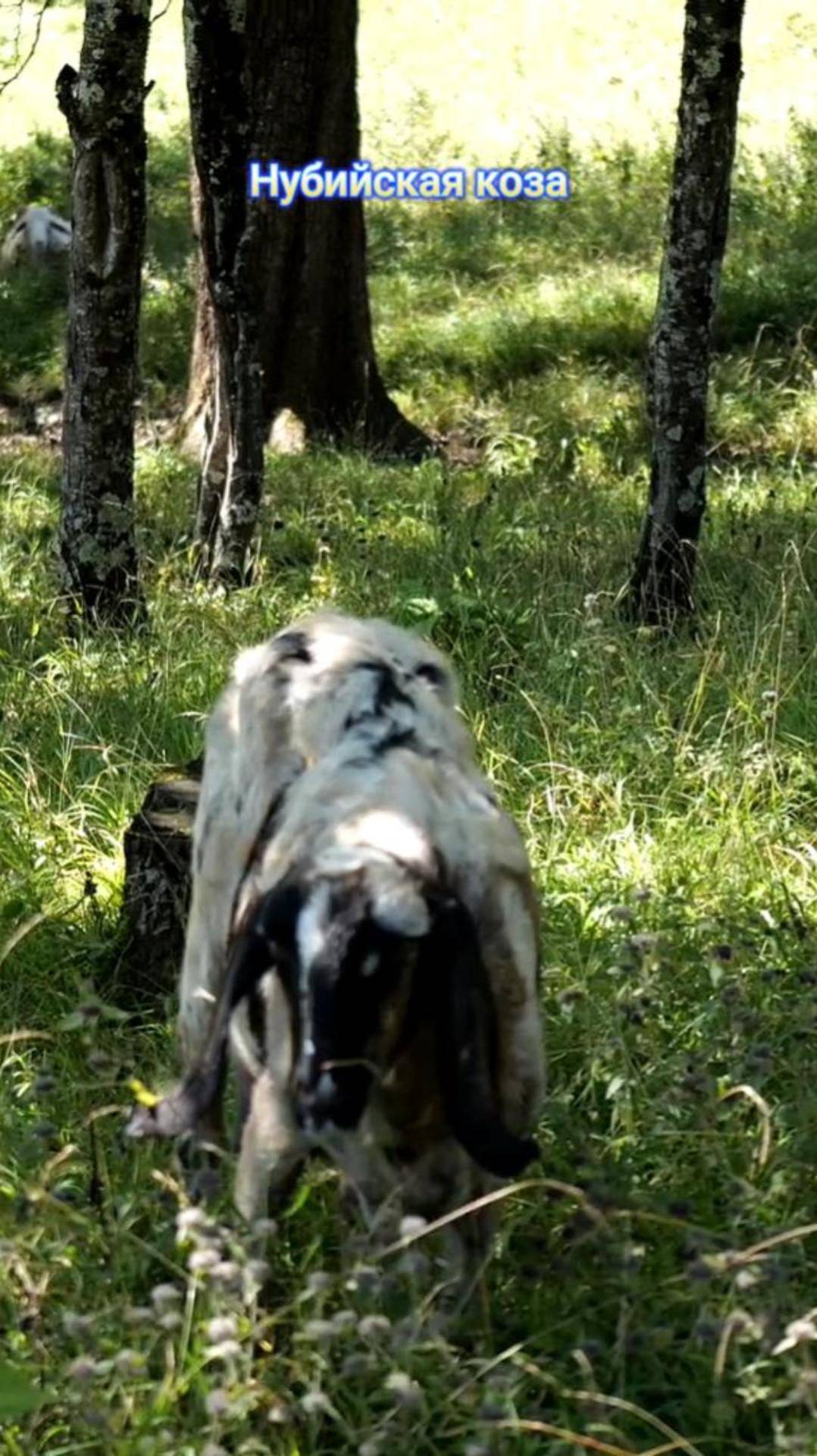 Коза нубийская