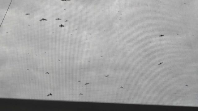 провожаем птичек.... похоже- завтра снег❄ смотреть онлайн