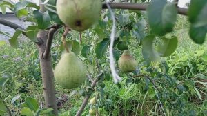 Груша Просто Мария