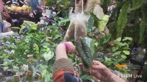 Монстериум осень 2025. Запись стрима с Ютуба 11.10.25