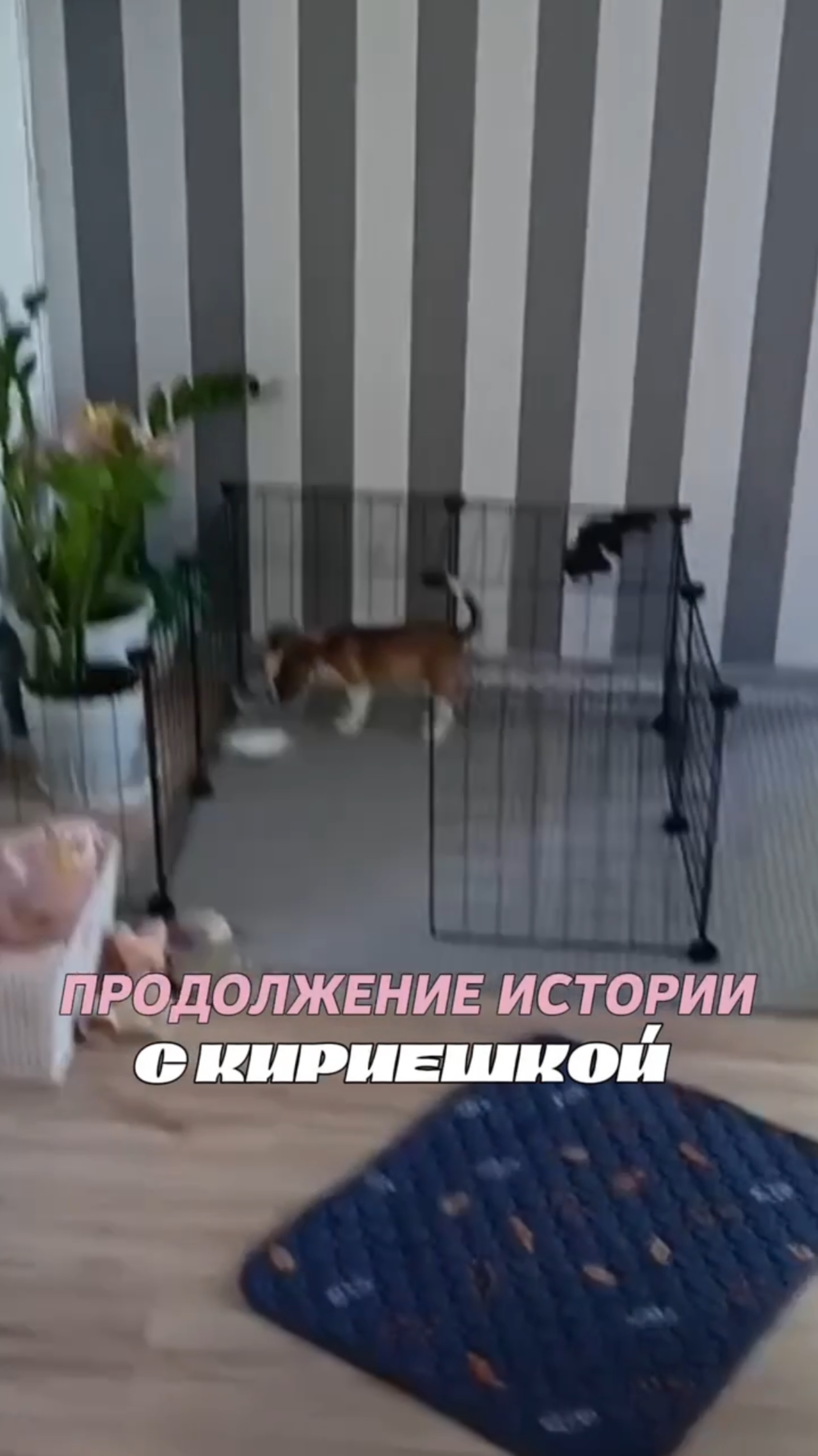 продолжение истории с кириешкой смотреть онлайн