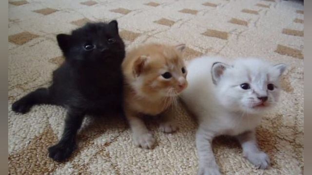 Capcake and Orange Naughty Family 93 Episode Vaccination смотреть онлайн