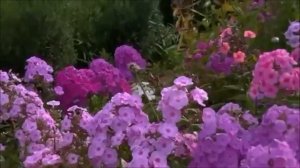 Ах, зачем эта ночь так была хороша ܓ ✿ܓ РОМАНС ~ Из коллекции мировых шедевров