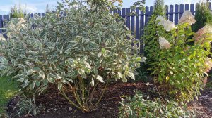 Формирую дерен Элегантиссима. 12.09.2025. Восток Ленинградской обл