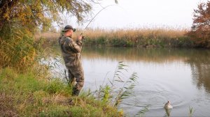 ЧТО ЗА ЗВЕРЬ ЭТА РЫБА?! ЖАДНЫЕ И БЕШЕНЫЕ ПОКЛЁВКИ ЖЕРЕХА. Обычная блесна колебалка косит рыбу.